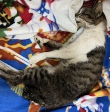 인천광역시수의사회_428352202400470